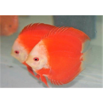 Royal Ruby Red
